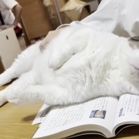 教科書に寝転んでお腹を触られている猫ちゃん