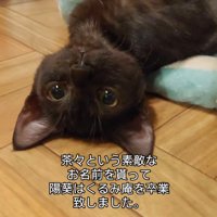 仰向けの猫の顔