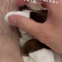 手を離される猫