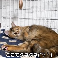 リサちゃん