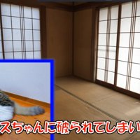 障子が貼られた窓2面と猫（ボスちゃんに破られてしまいました。）