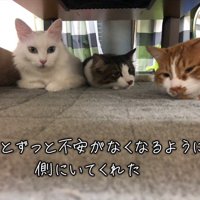 寝そべる3匹の猫