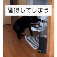 猫と自動給餌器