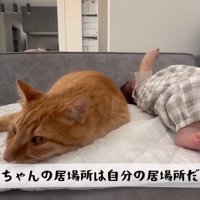 ソファで寝る赤ちゃんと茶トラ猫