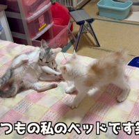 ベッドの猫
