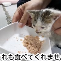 ウェットフードを前にした子猫