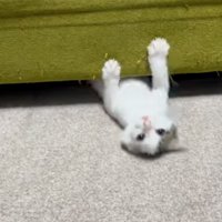 ソファ下から出てくる子猫
