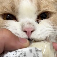 諦めない猫