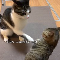 前足を出す猫