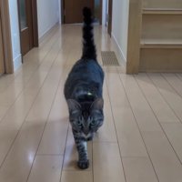 カメラに向かって歩いてくる猫（近い）