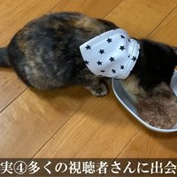 ごはんを食べる子猫