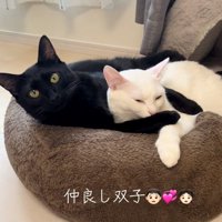 抱きつく猫