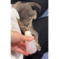 ミルクを飲む猫