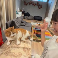 芸をする猫