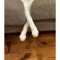 ソファーにいる猫たち