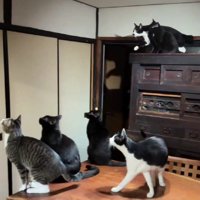 蛾を見る猫たち
