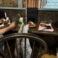 喫茶店のカウンター席に座る猫の後姿