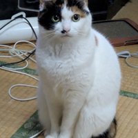 お座りする猫
