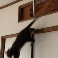 欄間から飛び降りる猫