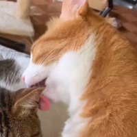 キジ白猫の耳を舐める茶白猫