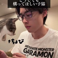 人の前にきた子猫