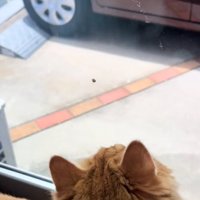 虫を発見した猫