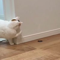 壁際で右手を上げる猫