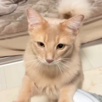 飼い主の膝に飛び乗ろうとする猫