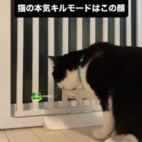 カエルを睨む猫