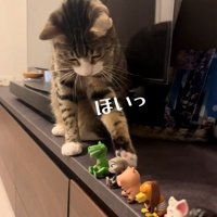 フィギュアを前足で落としている猫