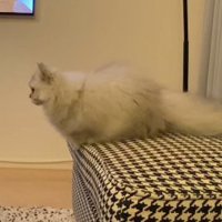 テーブルを見つめる猫