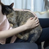 膝の上に乗っている猫