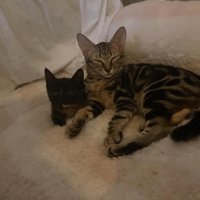 寝そべっている2匹の猫