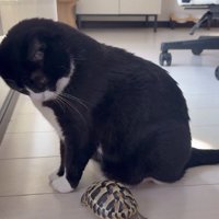 猫に近づく亀