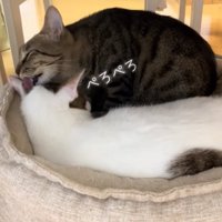 キジ白の毛づくろいをしているキジトラ