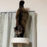 カーテンレールからキャットタワーに飛び乗る猫