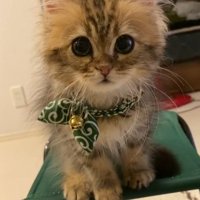 唐草模様の首輪をした猫