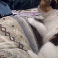 人の膝の上に居る猫