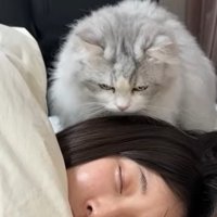 女性の後頭部に立つ猫