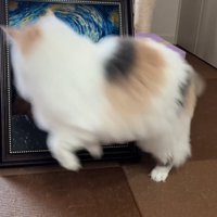 ジャンプする猫