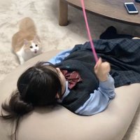猫じゃらしで遊ぶ女の子と猫