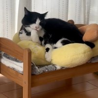 毛づくろいする猫1