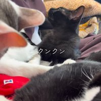 キジ白猫の近くのニオイを嗅ぐ黒猫