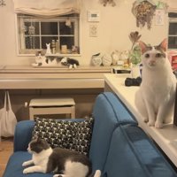 リビングでくつろぐ3匹の保護猫