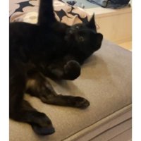 室内にいる猫