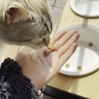 飼い主の手に乗ったキャットフードを食べる猫