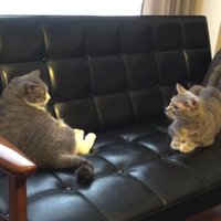 じっと見つめ合う2匹（しっぽが動き出している）