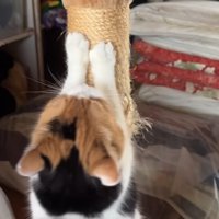 爪とぎ