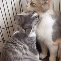 ママ猫の首をグルーミングする子猫