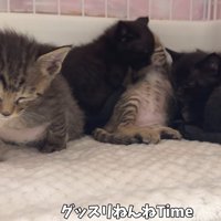 ケージの中で眠る複数の猫